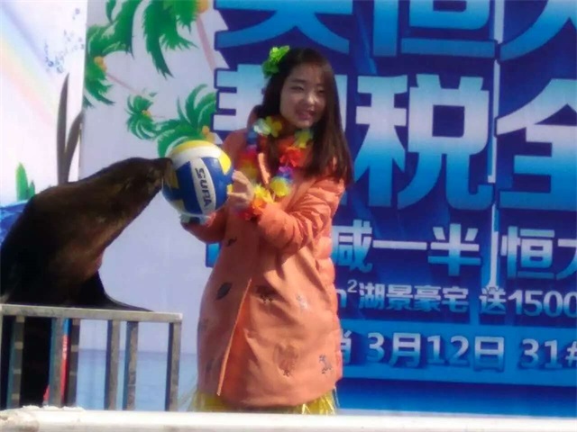 海狮表演