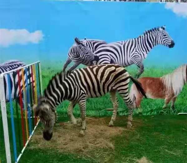 萌宠展览
