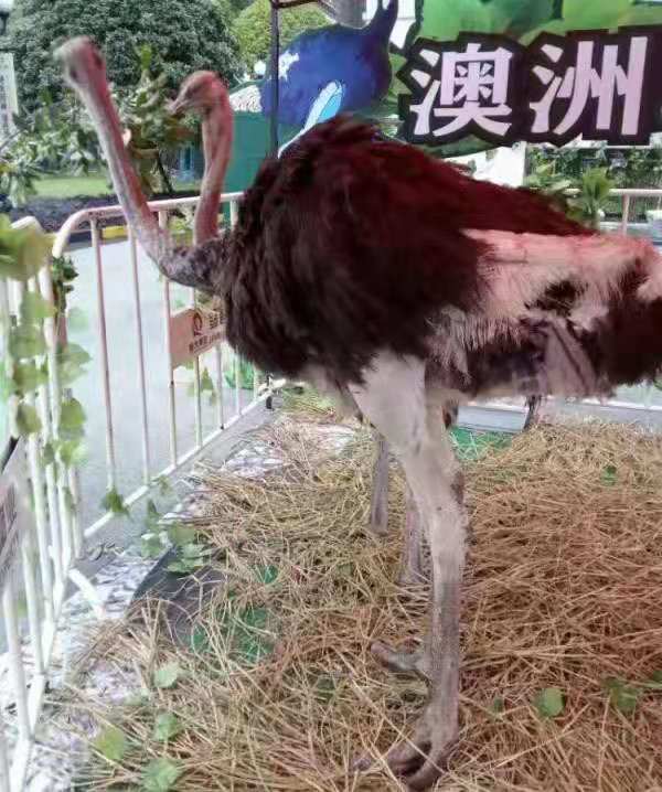 萌宠展览