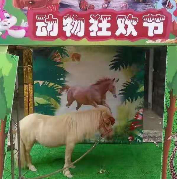 萌宠展览