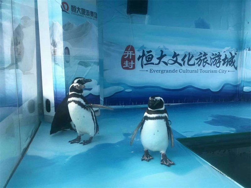 企鹅展览