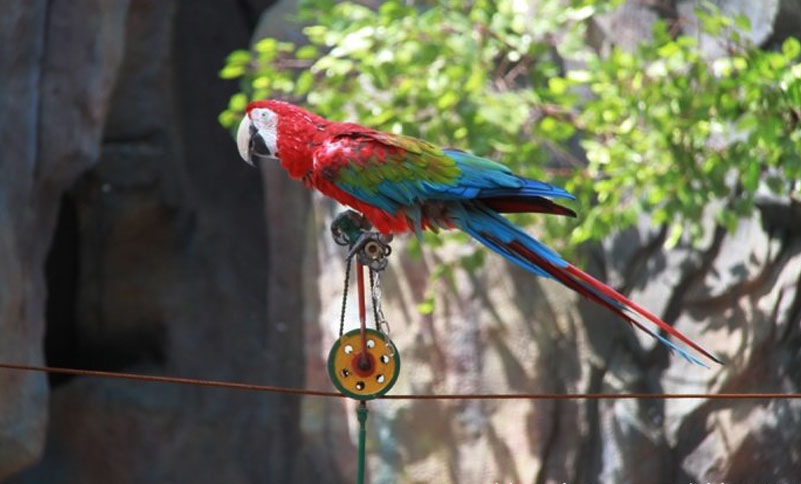 鹦鹉表演