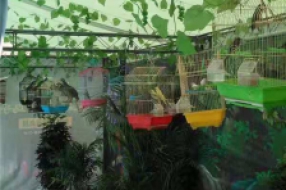百鸟展览