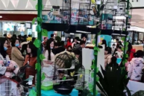 百鸟展览