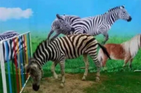 萌宠展览