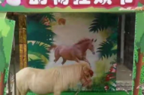 萌宠展览