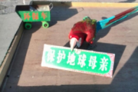 鹦鹉表演